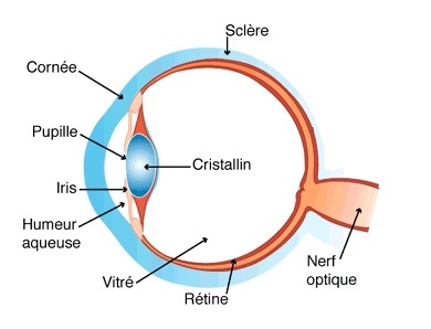 Schéma de la rétine